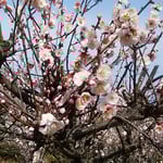 吉野川市鴨島町の梅林には蜜蜂がたくさん来ていました。　　　　　　　　・蜜蜂の羽音の唸る梅仰ぐ（和良）