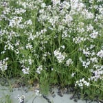 近づくとほんのりと紫の浮かんで見える諸葛菜でした。　　　　　　　　　　　　　　　　　　　　　　　　　　　　　　　　　・諸葛菜根元に黒き若布屑(和良)