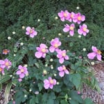 「とうふ屋うかい」には季節の花が咲いていました。　　　　　　　　　　　　　　　　　　　　　　　　　　　　　　　　　　・庭隅に秋明菊の花明かり(和良)