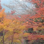 箱根で宿泊した小涌園のホテルの庭園は紅葉の盛りでした。　　　　　　　・紅葉の盛りの宿に来合せて（和良）