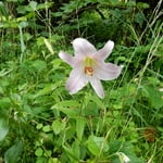 尾根道に沿った日向に咲く伊島の笹百合は丈が低く可憐でした。　　　　　・日向なる伊島笹百合丈低し（和良）