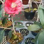 温室では接木された椿が早くも花をつけていました。　　　　　　　　　　・接木さる椿大きな花付けて（和良）