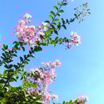 我が家の百日紅は薄紅色をしていて青空に映えて綺麗でした。　　　　　　・青空にいいよ鮮やか百日紅(和良)