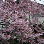 蜂須賀桜のお花見では琴の演奏や詩吟を大勢の皆さんと楽しみました。  ・琴の音や蜂須賀桜散り初めぬ（和良）