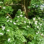 東御苑の菖蒲園で見た山法師です。遠くからもはっきりと見えました。　　・遠目にも極まる白や山法師（和良）