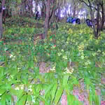 雨の日に険しい崖に群生する牧野植物園の岩石蘭を見に行きました。　　・群生の岩石蘭を仰ぎもし(和良)