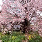 お花見会は中止になりましたが原田家住宅の蜂須賀桜は満開でした。　・江戸の世を今に蜂須賀桜咲く（和良）