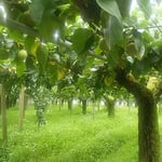 藍住町を散歩しているとよく手入れされた棚に梨が実っていました。　・よく手入れされたる棚に梨実る（和良）