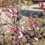 徳島城表御殿の庭園は梅を見る人が来て賑わっていました。　　・梅咲いて表御殿の賑はひぬ(和良)