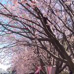 蜂須賀桜は阿波藩の殿さまが大事に育ててきた歴史があります。　　　　・阿波藩の世より伝へし桜見る(和良)