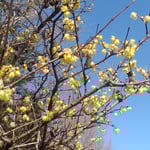 文化の森の臘梅が咲く磴では臘梅の屑が一つも無く掃除されていました。・臘梅の屑一つ無き朝の磴(和良)