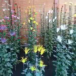 伊勢菊・丁子菊・嵯峨菊花壇の嵯峨菊です。嵯峨地方の古典菊です。　　　・伝統の重み御苑の菊花展（和良）