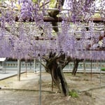 石井町の童学寺の藤の花には蜜蜂や熊蜂が来て蜜を吸っていました。　・蜜蜂も熊蜂も来て藤の花(和良)