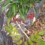 渭水苑の枯山水では庭石の前の実万両が一段と目を引きました。　・一隅にあって目を引き実万両(和良)