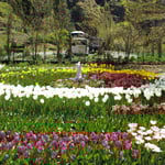 上勝町の正木ダムの下の畑にチューリップ園がありました。　　・チューリップ育てることが生き甲斐と(和良)