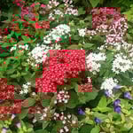 秋雨の止んだ後の上野公園の花壇は一段と美しく見えました。　　　　　　・秋雨に蘇りたる花壇かな（和良）