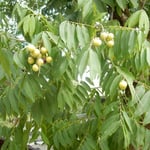 深大寺の境内には無患子の大樹があり鈴生りの実をつけていました。　・無患子の鈴生りなりし大樹かな(和良)