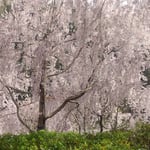 神山町のゆうかの里は酢橘の山を花の山にしたそうです。　　　・十年で酢橘の山が花の山(和良)