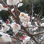 阿南市長生町の明谷梅林の手前の梅林には猪や鹿が来ているようでした。　・猪の糞鹿の糞踏み梅探る（和良）