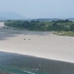 吉野川市の川島城がある岩の鼻から眺めた善入寺島です。　　・日本一広い中洲の稲を刈る（和良）