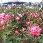 藍住町の薔薇園では大勢の人が薔薇祭に来ていました。　　　　　　　　　　・薔薇祭甘い香りに満ち満ちて（和良）