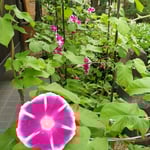 朝顔は今日の一日を咲ききっていました。　　　　　　　　　　　　　　　　　　・朝顔や昨日は昨日今日は今日(和良)