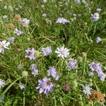 松虫草の群生があちらこちらに見られる榛名山の花野でした。　　　　　　・群れ咲ける松虫草に淋しさも（和良）