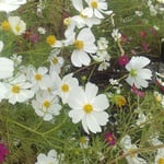 コスモスは倒れてはいるのですがなお美しく咲いていました。　　・倒れてもコスモスの花美しく（和良）