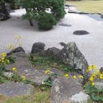 徳島城公園の表御殿の石庭に散らばるように石蕗が咲いていました。・石庭に散らばり咲いて石蕗の花(和良)