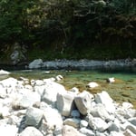 月ヶ谷温泉の前を流れる勝浦川で河鹿が鳴いていました。　・聞きをれば近づいて来る河鹿かな（和良）