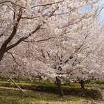 徳島市のとくしま植物園の市民の森では鶯も燕もいました。　　　　　　　・鶯は背より燕は目の前を（和良）