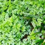 徳島市中央公園では水辺にこんもりと芹の茂る所がありました。　　・こんもりと芹の犇めくひとところ(和良)