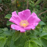 吉野川市藤井寺の門前の畑に浜茄子が咲き残っていました。　　・浜茄子の一輪なれど香を放ち（和良）