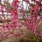 あすたむらんどの紅梅は垂れるほどに咲き満ちていました。　・紅梅の犇めけるほど咲き満ちて（和良）