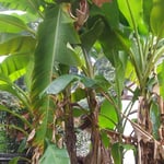 丈六寺の破芭蕉は時雨の来るたびに侘しさを感じさせました。　・時雨来て又時雨来て破芭蕉（和良）