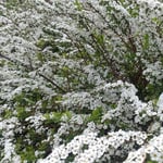 モアナコーストのレストランへの道端に雪柳が花をつけていました。　・弓なりに垂れしだれて雪柳(和良)