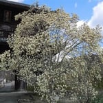 阿波市土成町の熊谷寺山門の白木蓮です。今を盛りに咲き満ちていました。  ・はくれんの大球形に咲き満ちて(和良)