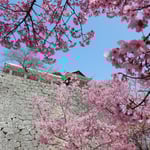 松山城の桜です。満開になっていました。　　　　　　　　　　　　　　　　　　　　　　　　　・見るほどに咲き満ちてくる桜かな(和良)