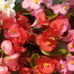 道後山の手ホテルのベゴニアは前夜の雨に色を増して見えました。　・雨上がり色増しにけりベゴニアは(和良)