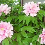 上野東照宮の春の牡丹祭りには多くの外国人の姿が見られました。　　　　・外つ国の人で賑はふ牡丹苑（和良）