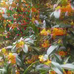 高速道路立川サービスエリアの金木犀は仰ぎ見るほどの大樹でした。　　・仰ぎ見る金木犀の大樹かな(和良)