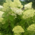 鮮やかな色ではなく単色の紫陽花もそれなりに綺麗でした。　・単色といふも紫陽花らしく咲き（和良）