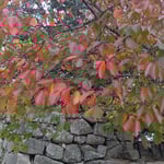 松山城の長い登城坂には石垣に映えた桜紅葉が綺麗でした。　　　・石垣に桜紅葉の美しき城(和良)