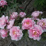 阿波市土成町にある神宮寺の牡丹です。色とりどりでした。　　　　　　　　　　　　　　　　　　・雨の糸濡らし色増す牡丹かな(和良)