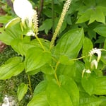 半夏生草をじっくりと眺めてからお寿司屋さんに入りました。　　　　・半夏生見てより入るお寿司屋に(和良)