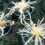 徳島城博物館の菊花展では咲き始めた菊もありました。　　　　　　　　　・一輪が咲きて始まる菊花展（和良）