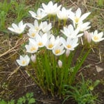 玉簾の白い花は今年もこの時期にこの場所に咲いていました。　・知らぬ間にいつもこの場所玉簾（和良）