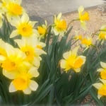 藍住町の自宅の前のお家では庭に綺麗な黄水仙を咲かせていました。　　・黄水仙咲いて明るき庭となり(和良)