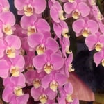 鳴門市の和食レストランでは玄関に胡蝶蘭が飾ってありました。　　　　・胡蝶蘭しばし眺めて店に入る(和良)