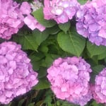 藍住町の散歩で見つけた雨の後の紫陽花はふっくらしていました。　・紫陽花の盛り上がりをり雨の後(和良)